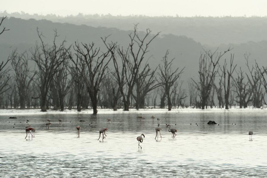 Kenya, Nakuru National Park