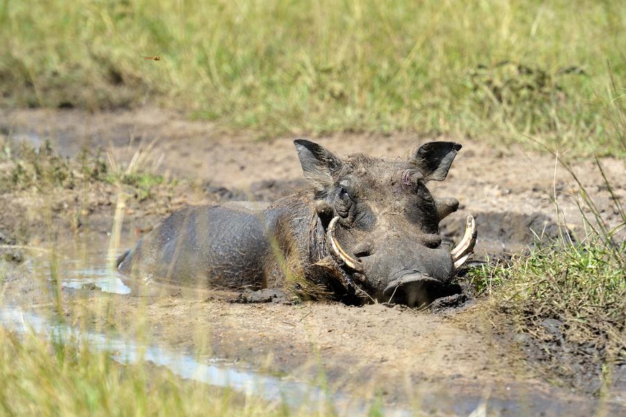 Kenya, Maasai Mara