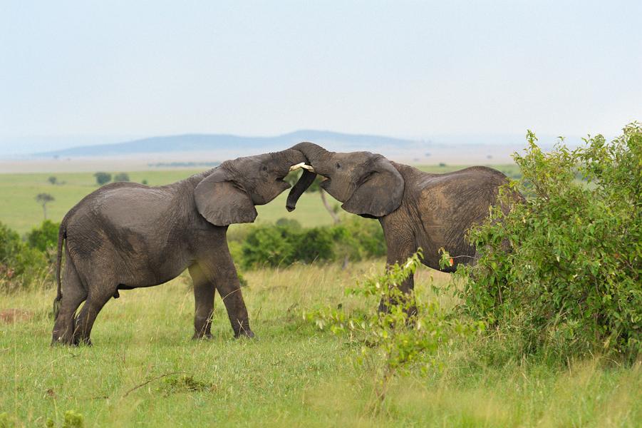 Kenya, Maasai Mara