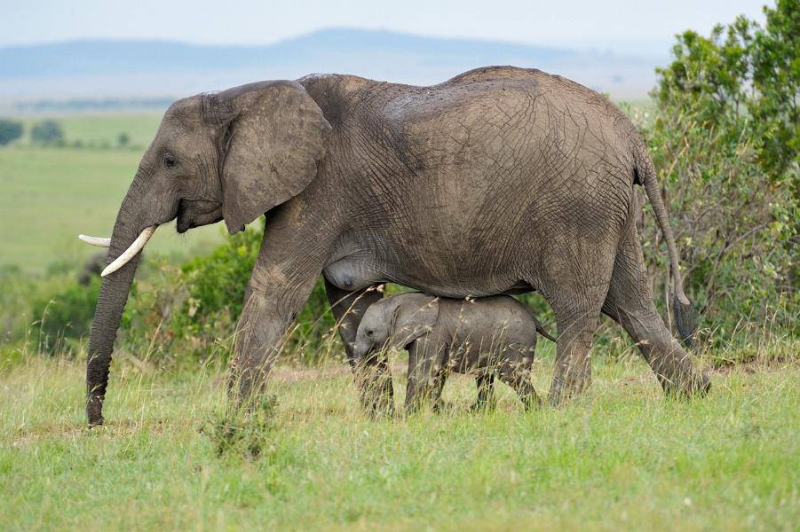 Kenya, Maasai Mara