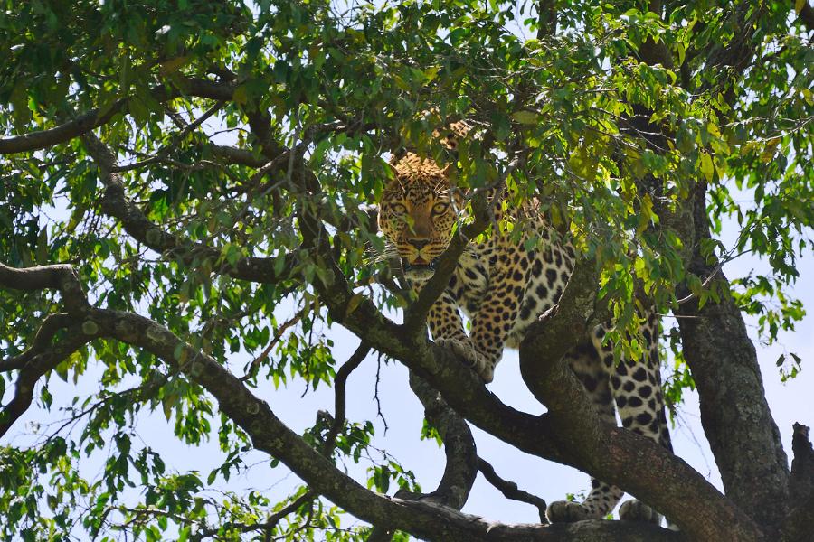 Kenya, Maasai Mara