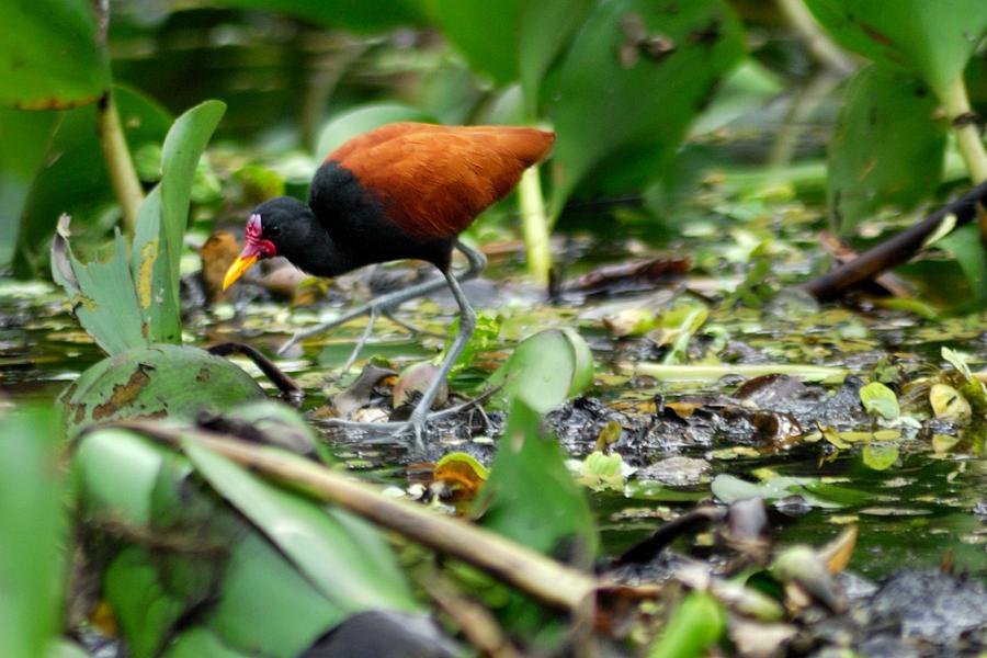 Jacana Jacana