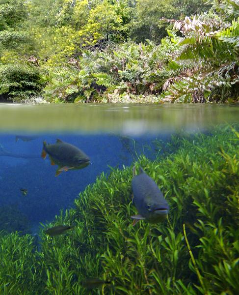 Bonito, Brazil