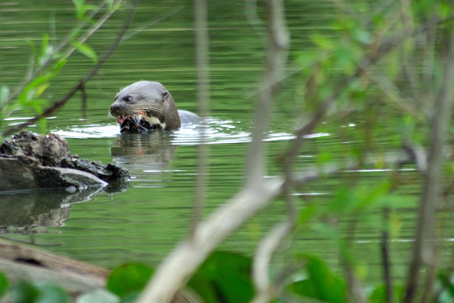 Fischotter, Pantanal