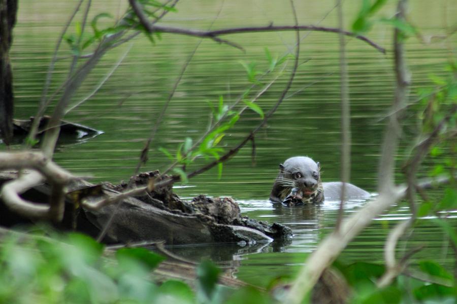 Fischotter, Pantanal