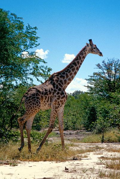 Giraffe, Krüger Nationalpark
