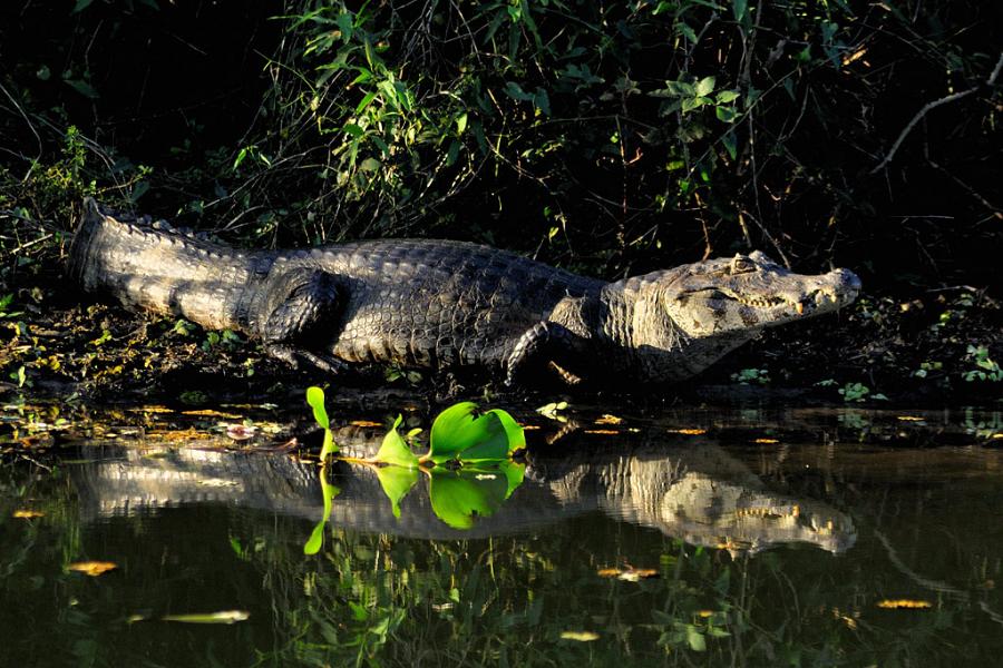 Kaiman, Pantanal