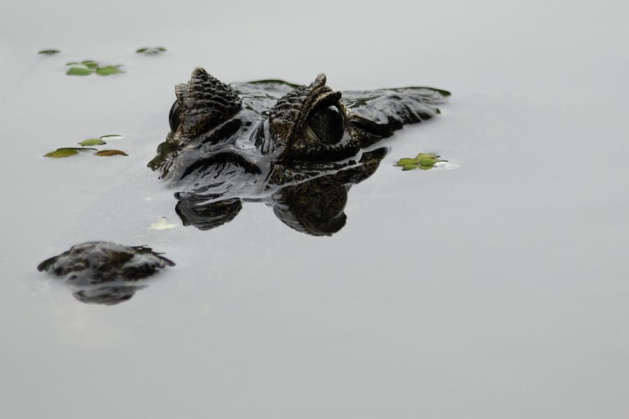 Kaiman, Pantanal