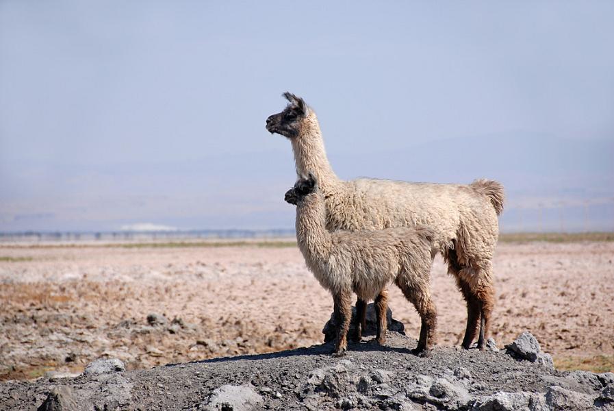 Lamas, Chile (Atacama)