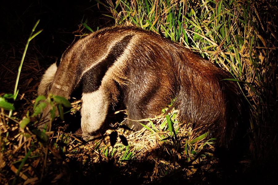 Ameisenbär, Pantanal