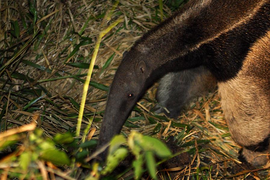 Ameisenbär, Pantanal