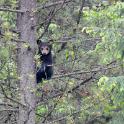 Brown bear cub, Banff National Park, Canada