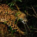 Jaguar, Pantanal