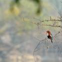 Keoladeo National Park, Bharatpur, Rajasthan