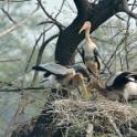 Keoladeo National Park, Bharatpur, Rajasthan