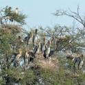 Keoladeo National Park, Bharatpur, Rajasthan