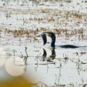 Keoladeo National Park, Bharatpur, Rajasthan