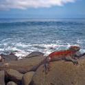 Iguana, Galapagos