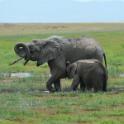 Kenya, Maasai Mara