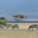 Kenya, Maasai Mara