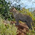 Kenya, Tsavo National Park (West)