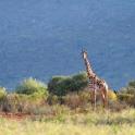 Kenya, Tsavo National Park (West)