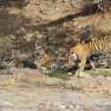 Bengal Tigers, Ranthambore National Park