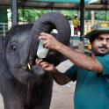 Pinnawala Elephant Orphanage, Sri Lanka