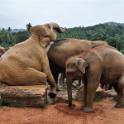 Pinnawala Elephant Orphanage, Sri Lanka