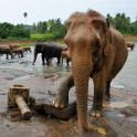 Pinnawala Elephant Orphanage, Sri Lanka