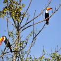 Riesentukane - Tucanuçu ou Tucano-toco