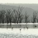 Kenya, Nakuru National Park