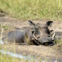 Kenya, Maasai Mara