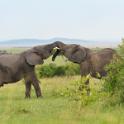 Kenya, Maasai Mara