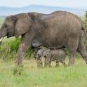 Kenya, Maasai Mara