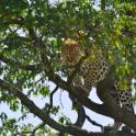 Kenya, Maasai Mara