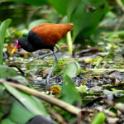 Jacana Jacana