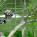 Fischotter, Pantanal