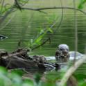 Fischotter, Pantanal