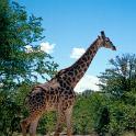 Giraffe, Krüger Nationalpark