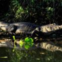 Kaiman, Pantanal