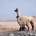 Lamas, Chile (Atacama)