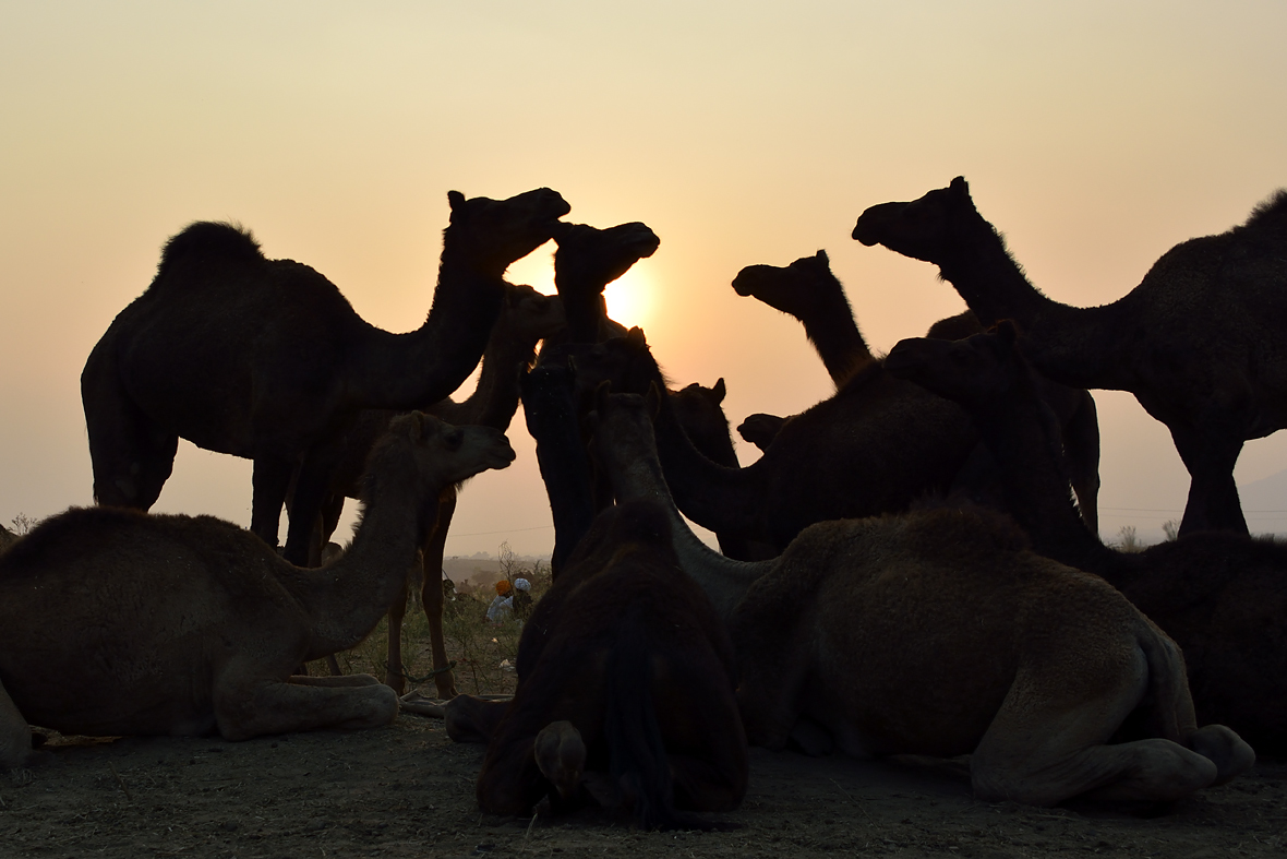 Pushkar Camel Fair