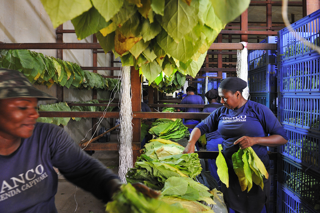 Jochen Weber: A Visit to the Tobacco