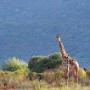 Kenya, Tsavo NP (West)