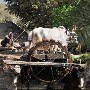 Persian Wheel, Ranakpur