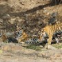 Bengal Tigers, Ranthambore National Park
