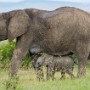 Kenya, Maasai Mara