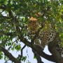 Kenya, Maasai Mara