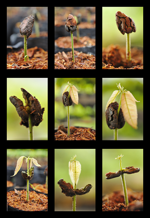 Poster illustrating cocoa seedlings